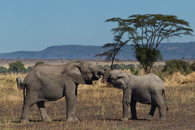 083 Tanzania, N-Serengeti, olifanten.jpg